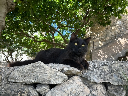 Photography black cat sits outside in a garden