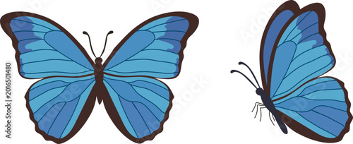 Photos Blue Butterfly Pair with Open and Folded Wings Illustration
