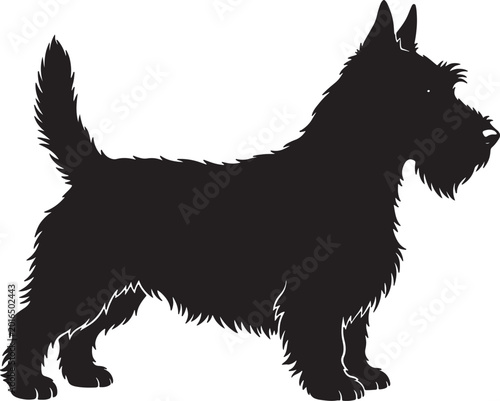 Billede på lærred Silhouette of a scottish terrier dog standing alert, with its characteristic wir