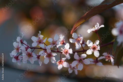 Macro of Pink Bird Cherry Blossoms with Golden Bokeh Background