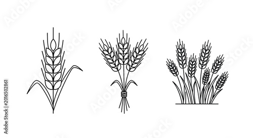 Fotografía Wheat stalks linear drawings on a white background