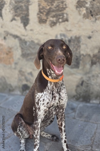 Fotografie portrait of a great dane