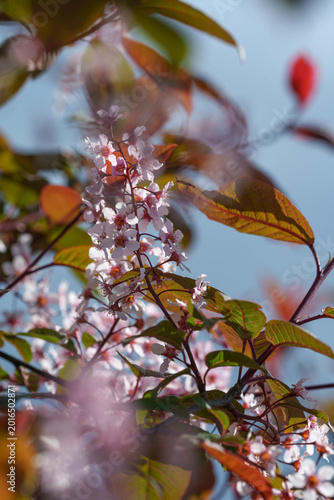 Vertical View of Pink Bird Cherry Blossoms with Bronze Foliage