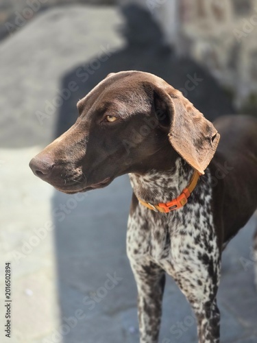 Foto portrait of a great dane