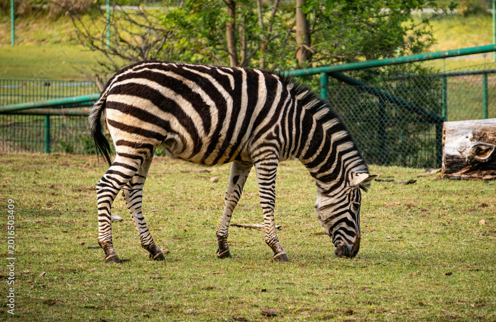 Fototapeta premium Zebra grazing on a pasture in zoo