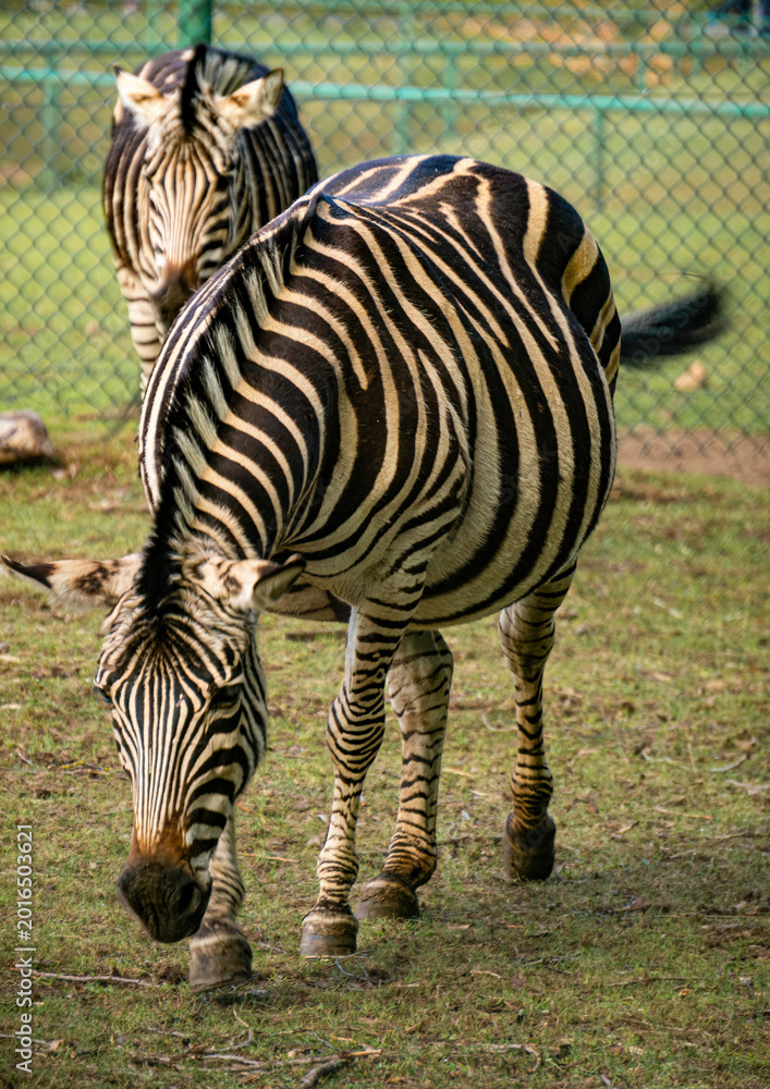 Fototapeta premium Zebra grazing on a pasture in zoo