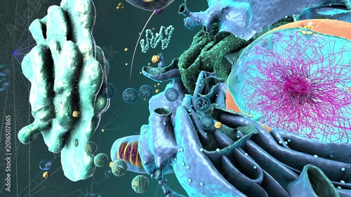 Exocytosis exports vesicles from a human cell, releasing cargo through membrane fusion - 3d illustration