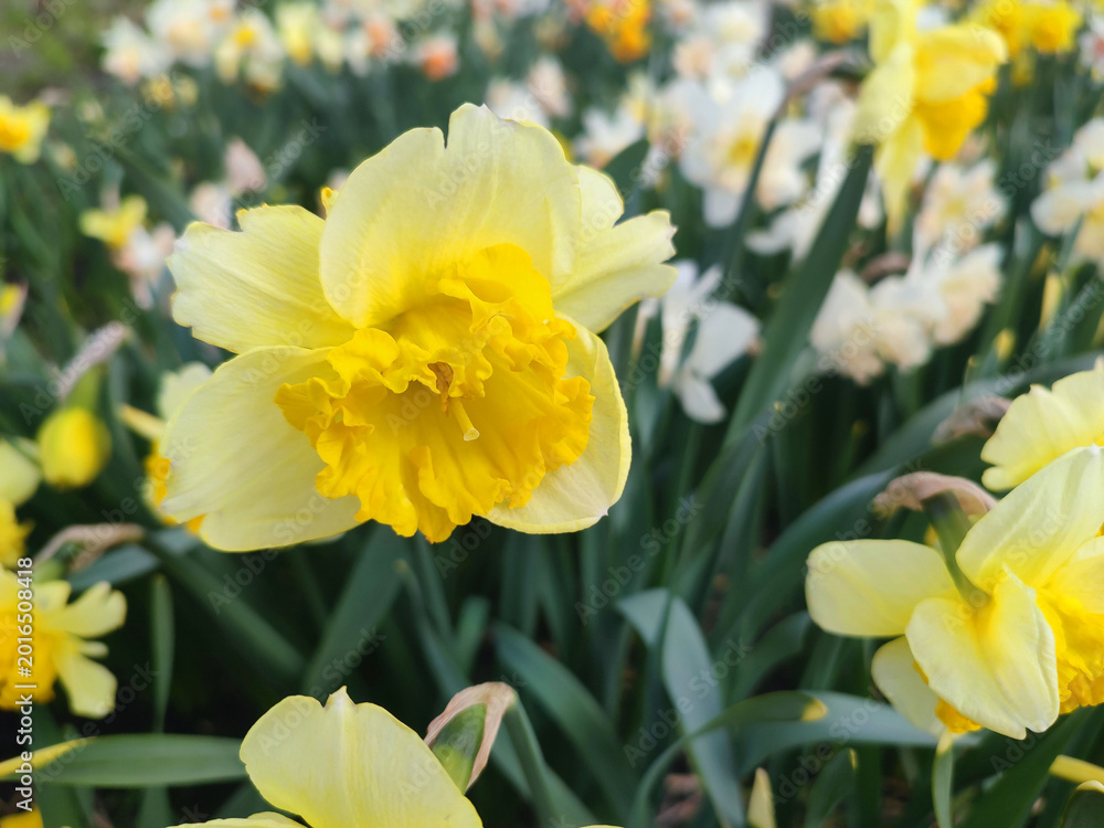 Fototapeta premium Blooming flower. Blooming yellow daffodil flower. Blossomed narcissus growing in ground on spring day. Blossoming inflorescence with petals and green leaves. Flowerbed. Growing varietal flowers