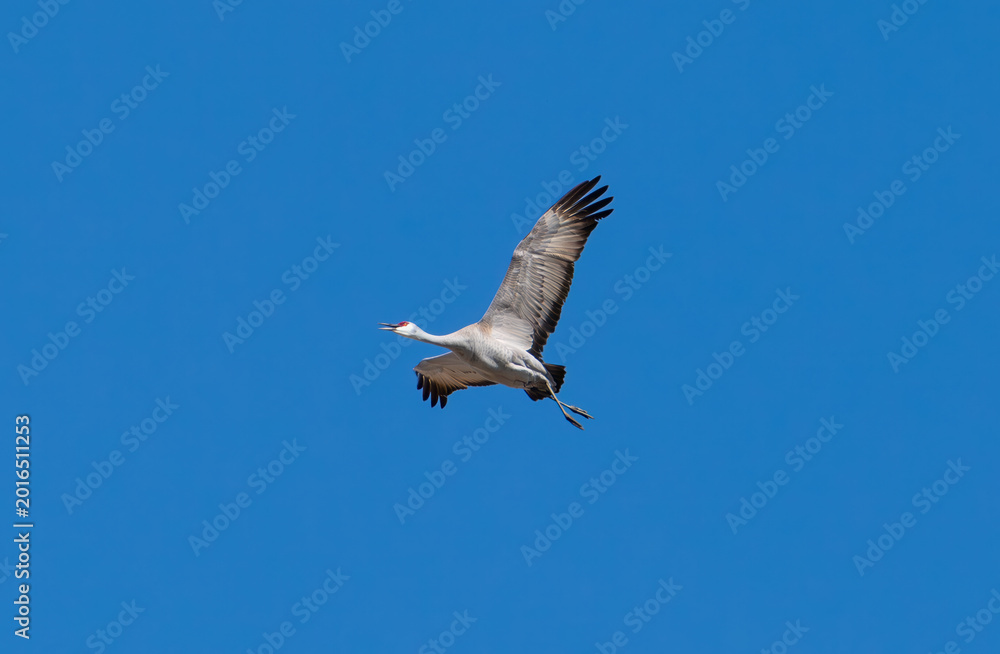 Fototapeta premium Sandhill crane in flight with blue sky