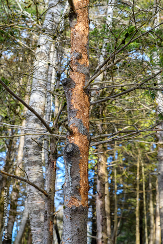 A tree in a forest with most of the bark eaten off. The bark was likely eaten by a porcupine.