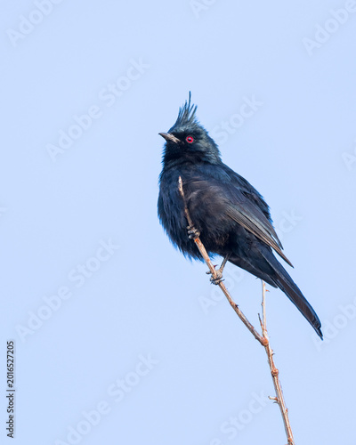 Male Silky Black Phainopepla in Arizona
