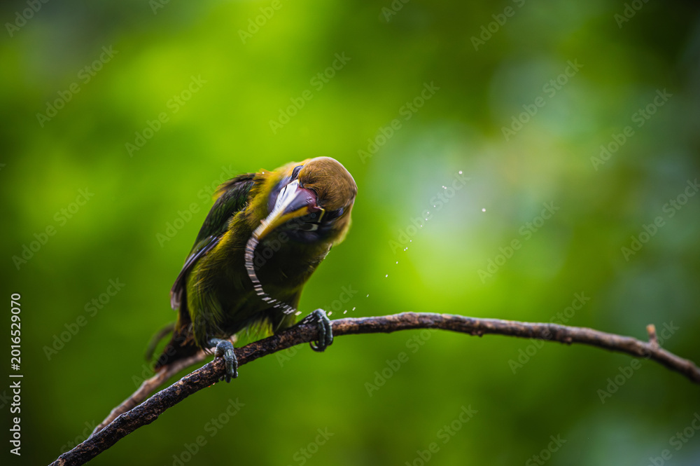 Naklejka premium Northern emerald toucanet (Aulacorhynchus prasinus)