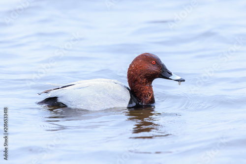 Fényképezés Common pochard male