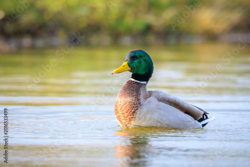 Obraz na plátne Swimming mallard dabling duck, Anas platyrhynchos, portrait
