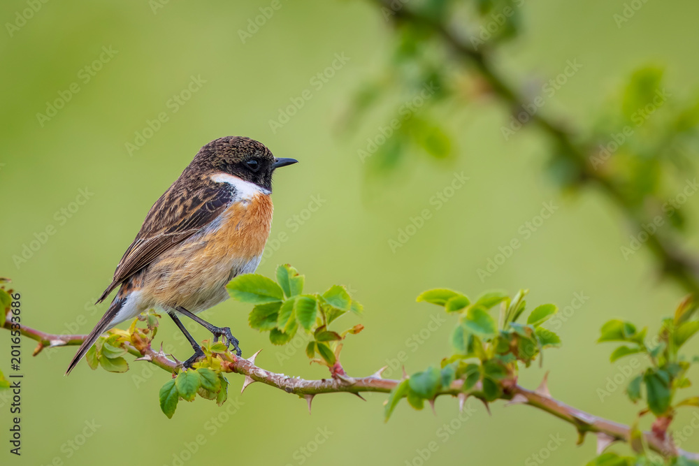 Obraz premium Male Stonechat, Saxicola rubicola, bird singing Springtime