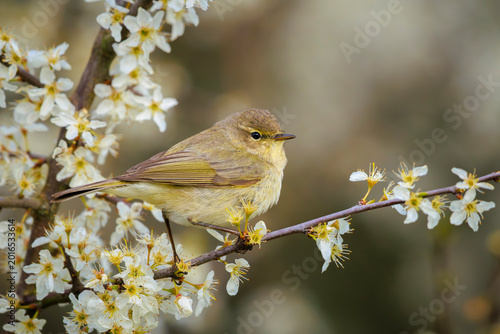 Common chiffchaff bird Phylloscopus collybita singing in flowers during Springtime