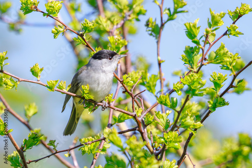 Closeup of a Eurasian blackcap bird, Sylvia atricapilla, perching on a branch, singing.
