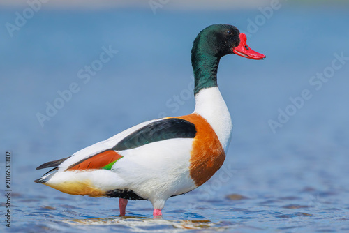 Фотография Common shelduck, tadorna tadorna, foraging in water