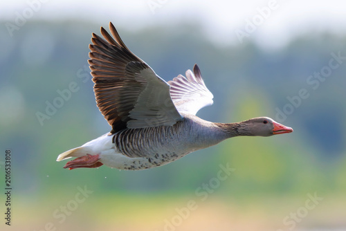 Photos Greylag goose, Anser Anser, in flight migrating