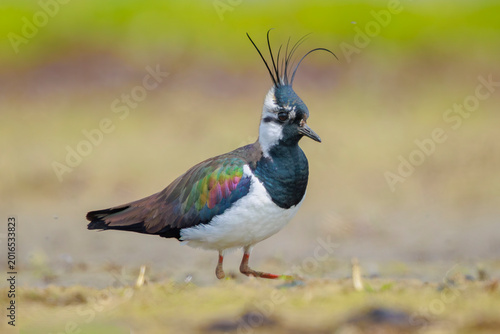 Fotografie Northern lapwing, Vanellus vanellus, wading bird foraging in a meadow