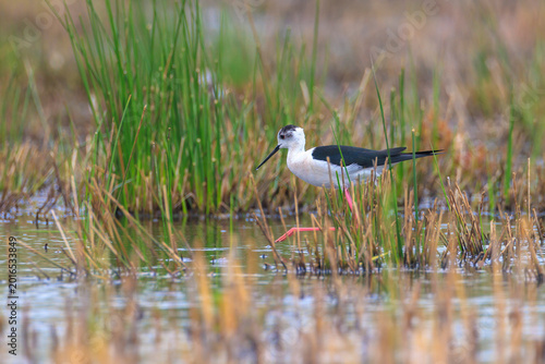 Black-necked stilt, Himantopus Himantopus, wader bird posing and foraging.