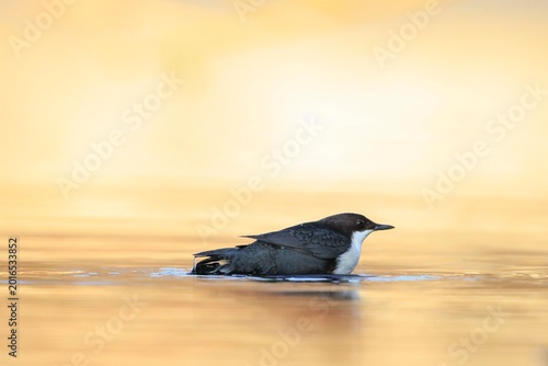 Bild auf Leinwand Northern white-throated dipper, cinclus cinclus cinclus, foraging in water