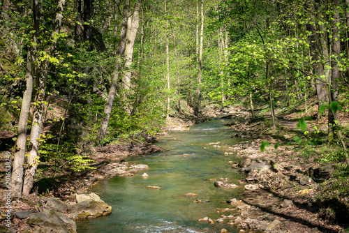 river in the forest.