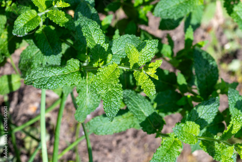 Fresh green mint plant growing in garden on sunny day