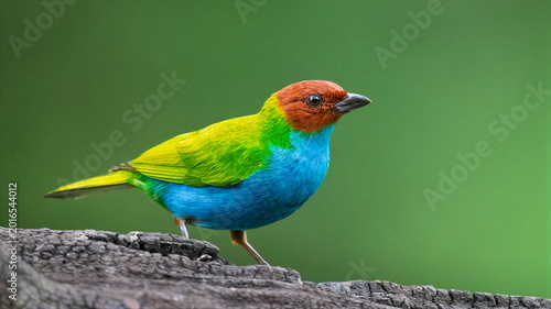 Fotografía Vivid Bay-headed Tanager Perched on Weathered Branch in Colombia