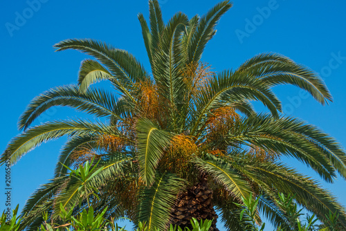 Data palm, Phoenix dactylifera, with fruits