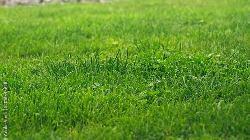 Rain on grass 