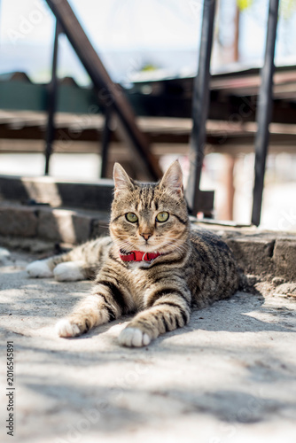 Photography cat on the roof