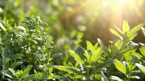Sunlit Greenery: A vibrant, close-up shot of lush green plants basks in the warm glow of sunlight, symbolizing life and nature.