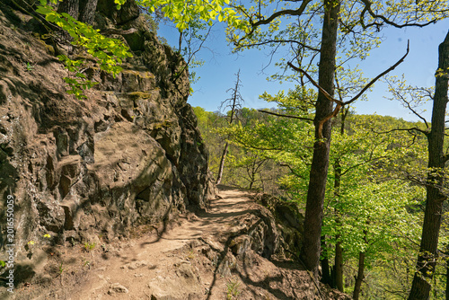 tree in the mountains. Hochberg path - Poland. 