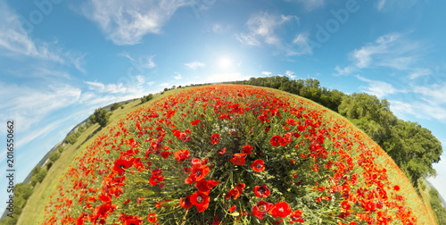 Foto Curved Panorama of Red Poppy Field under Bright Sun, Fisheye Nature Landscape Co