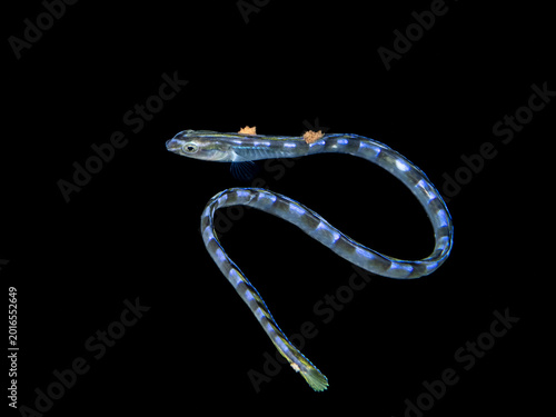 Foto Snake Blenny (Xiphasia setifer) with parasites.