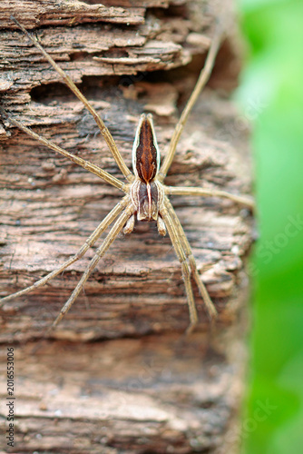 Fotografie The wedding gift spider is lying in wait.
