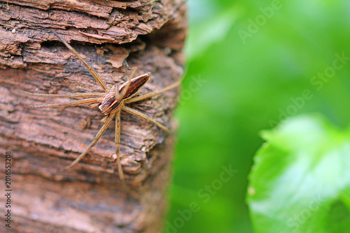 Fotografie The wedding gift spider is lying in wait.