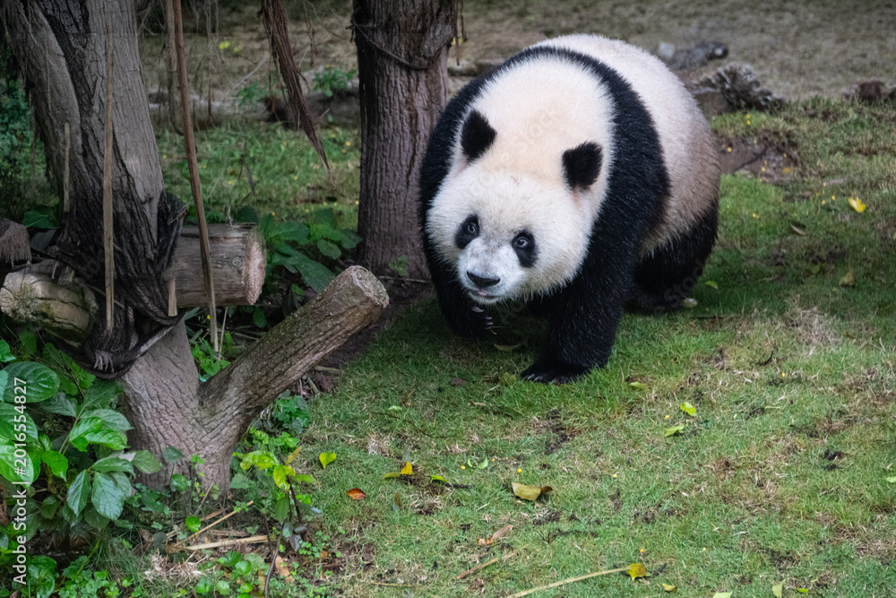 Obraz premium A Giant panda is a large, gentle bear known for its distinctive black-and-white fur and calm