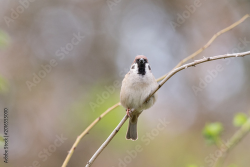 Canvastavla The tree sparrow Passer montanus