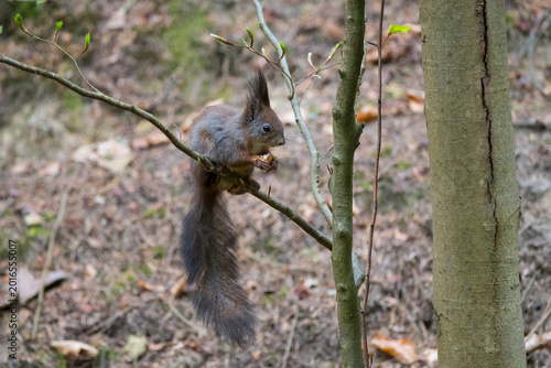 The red squirrel, Sciurus vulgaris