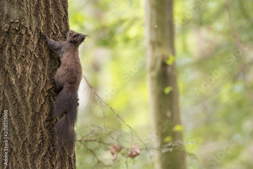 The red squirrel, Sciurus vulgaris