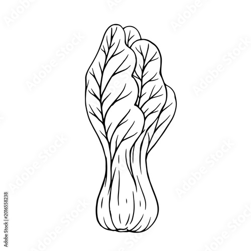 Line sketch of a bok choy vegetable. Vector graphics.