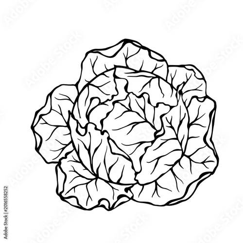 Line sketch of a white cabbage vegetable. Vector graphics.