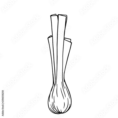 Line sketch of a leek root vegetable. Vector graphics.