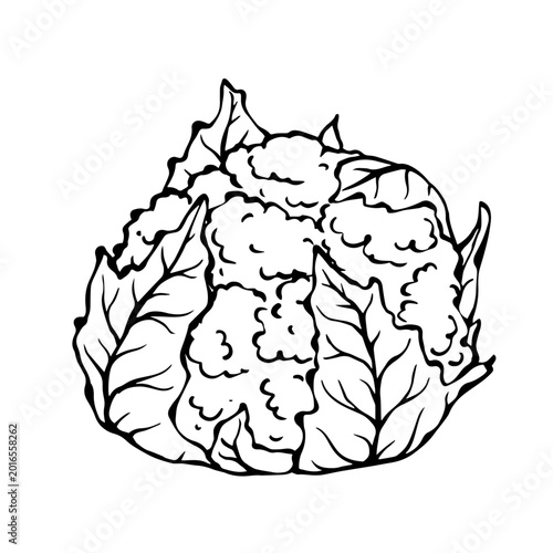 Line sketch of a cauliflower vegetable. Vector graphics.