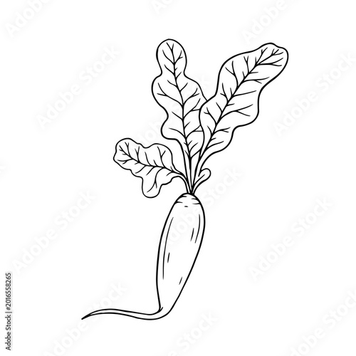 Line sketch of a radish vegetable. Vector graphics.