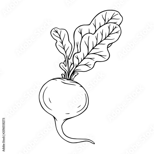 Line sketch of a beet root vegetable. Vector graphics.