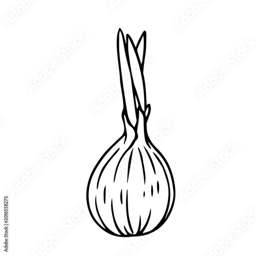 Line sketch of an onion root vegetable. Vector graphics.