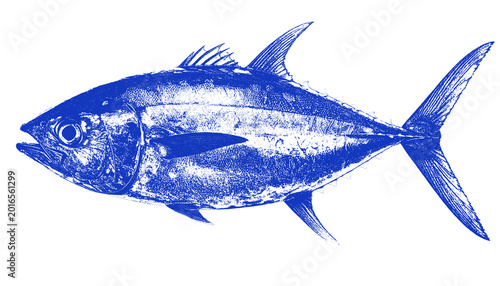 Valokuva Dynamic Blue Tuna Fish Outline Illustration